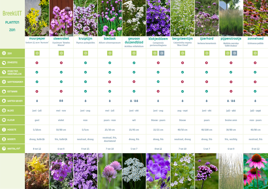 Een overzicht met de eigenschappen van de vaste planten die een plekje in de zon verkiezen